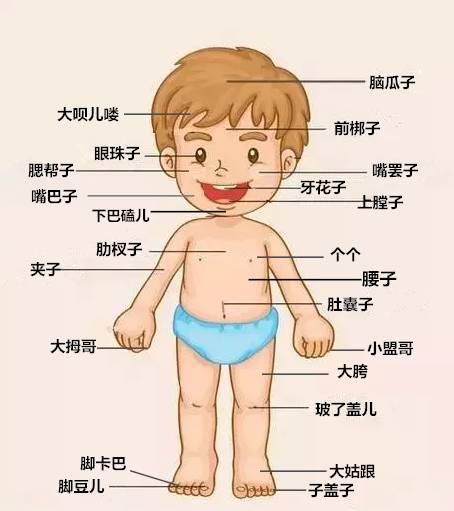 只有天津人才能看懂的人体构造图,好羞涩!